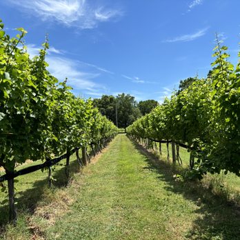 Chesapeake Manor Vineyard - Wine Tasting Room Near Me - Stevensville, Maryland Chesapeake Manor Vineyard - Wine Tasting Room Near Me - Stevensville, Maryland