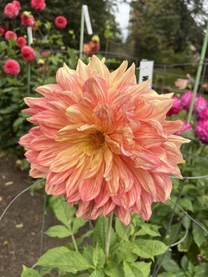 Halifax Public Gardens by null