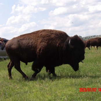 Buffalo Safari Jeep Tours - Tours Near Me Buffalo Safari Jeep Tours - Tours Near Me