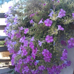 Chuck's Little Diner - Nice flower arrangements in Prairie City.