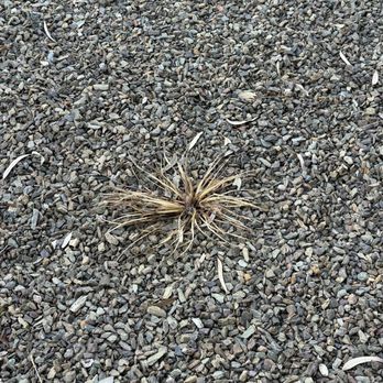 TFP Landscaping - Desert Plant. Died after a month. - Landscaping Near Me TFP Landscaping - Desert Plant. Died after a month. - Landscaping Near Me