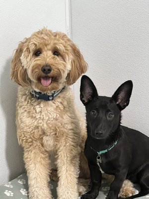 City Bark Miami by null