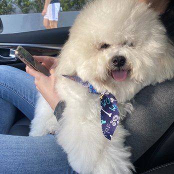 Kool & Kute - Pet Groomers Near Me - Miami, Florida