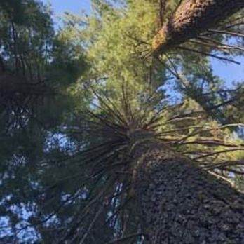 Pinecrest Chalet - Hotels Near Me - Pinecrest, California