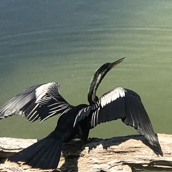 Venice Area Audubon Society - Community Service/Non-Profit Near Me - Venice, Florida Venice Area Audubon Society - Community Service/Non-Profit Near Me - Venice, Florida