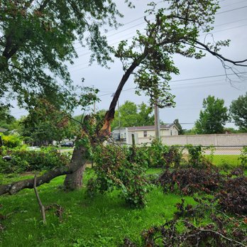 Trees By Drees - Tree Services Near Me - St Peters, Missouri