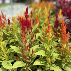 Color Crop - Greenleaf celosia mix