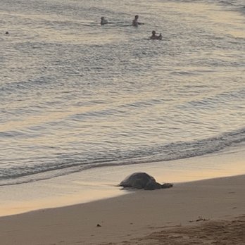 Poipu Beach - Honu! - Beaches Near Me - Koloa, Hawaii Poipu Beach - Honu! - Beaches Near Me - Koloa, Hawaii