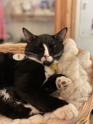 NEKO Cat Cafe Seattle by null