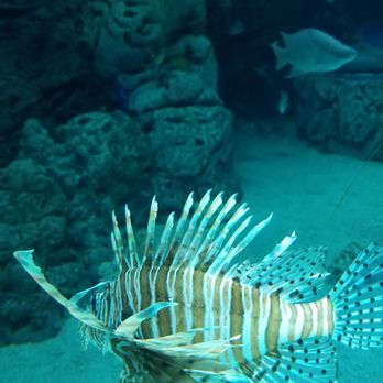 Texas State Aquarium - Aquariums Near Me - Corpus Christi, Texas