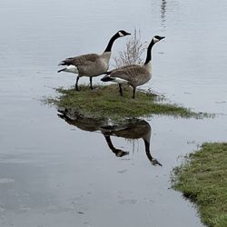 Cedar Villa's - Geese return for the spring