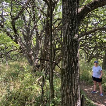 Big Bull Creek Park - Old Osage Orange hedge row runs through the middle of the forest where the walking path is. - Parks Near Me - Edgerton, Kansas Big Bull Creek Park - Old Osage Orange hedge row runs through the middle of the forest where the walking path is. - Parks Near Me - Edgerton, Kansas