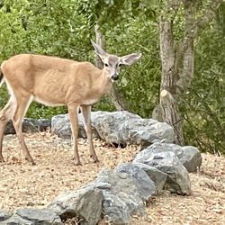 Cloverdale Healdsburg Campground - Morning visitor.