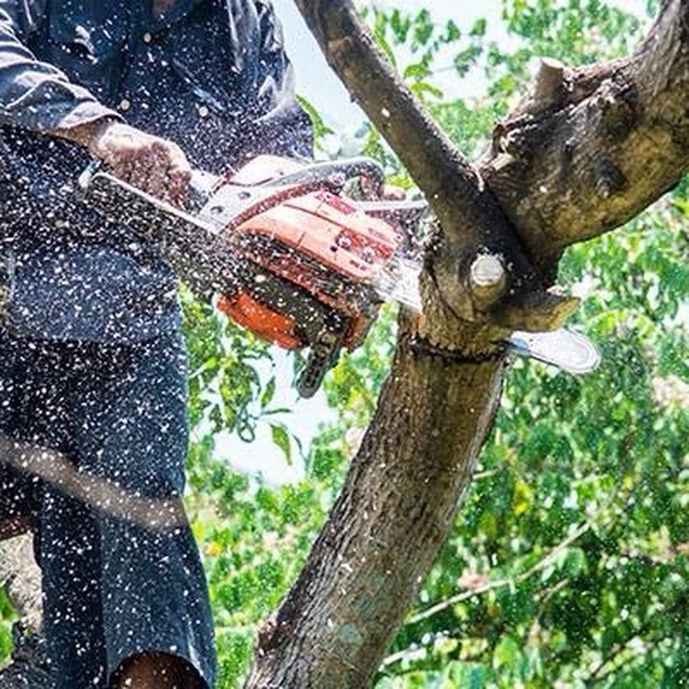 Branched Off - Tree Services Near Me Branched Off - Tree Services Near Me