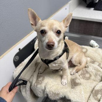 Pet Cure Veterinary Center - Veterinarians Near Me - Los Angeles, California