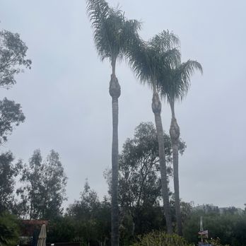 South California Arborists - queen palms - Tree Services Near Me South California Arborists - queen palms - Tree Services Near Me
