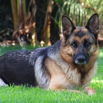 Bobs Dogs - Pet Training Near Me - Torrance, California Bobs Dogs - Pet Training Near Me - Torrance, California