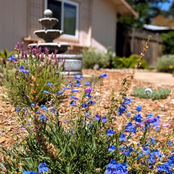 Living Garden Design - Concord transformation: from drab lawn to mediterranean dream - Gardeners Near Me - Castro Valley, California Living Garden Design - Concord transformation: from drab lawn to mediterranean dream - Gardeners Near Me - Castro Valley, California