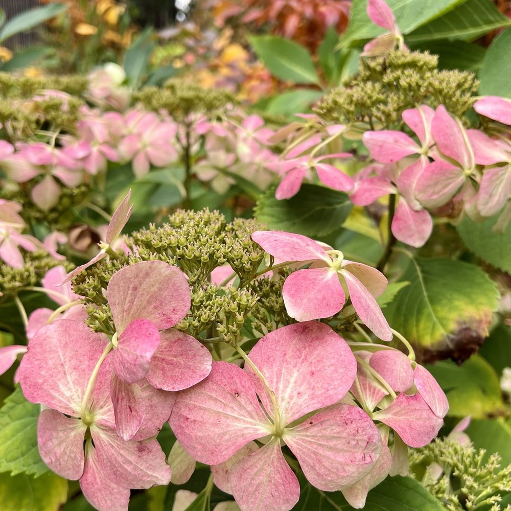 Hydrangea