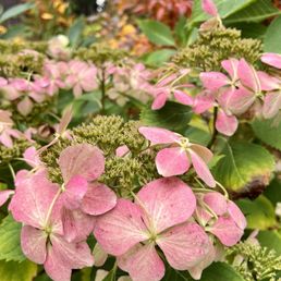 Hydrangea