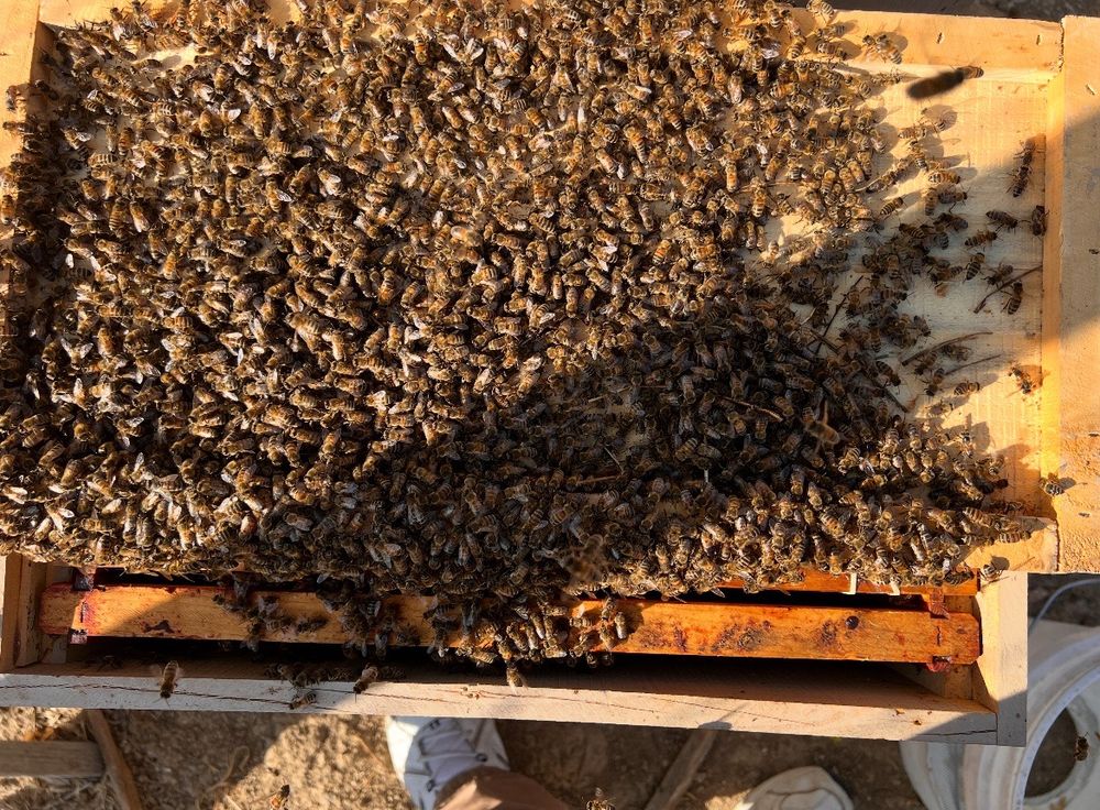 Ball Bee Logo