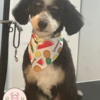 Haley’s Home Grooming - Look at my brown eyed girl  Thanks, Haley!! - Pet Groomers Near Me