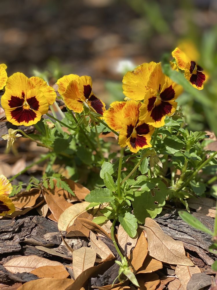 WEST ORANGE TRAIL Updated September 2024 281 Photos & 56 Reviews