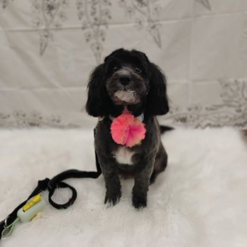 Groomer Has It - Pet Groomers Near Me - Oshkosh, Wisconsin Groomer Has It - Pet Groomers Near Me - Oshkosh, Wisconsin
