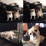 Mindful Dog Mom