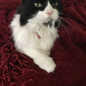 The Purr-fect Nanny - Navia's favorite blanket. - Dog Walkers Near Me - Omaha , Nebraska The Purr-fect Nanny - Navia's favorite blanket. - Dog Walkers Near Me - Omaha , Nebraska