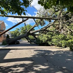 Borough of Queens - Oak tree took down 4 Con Ed poles & 3 cars on 168th St. No power on the block.
