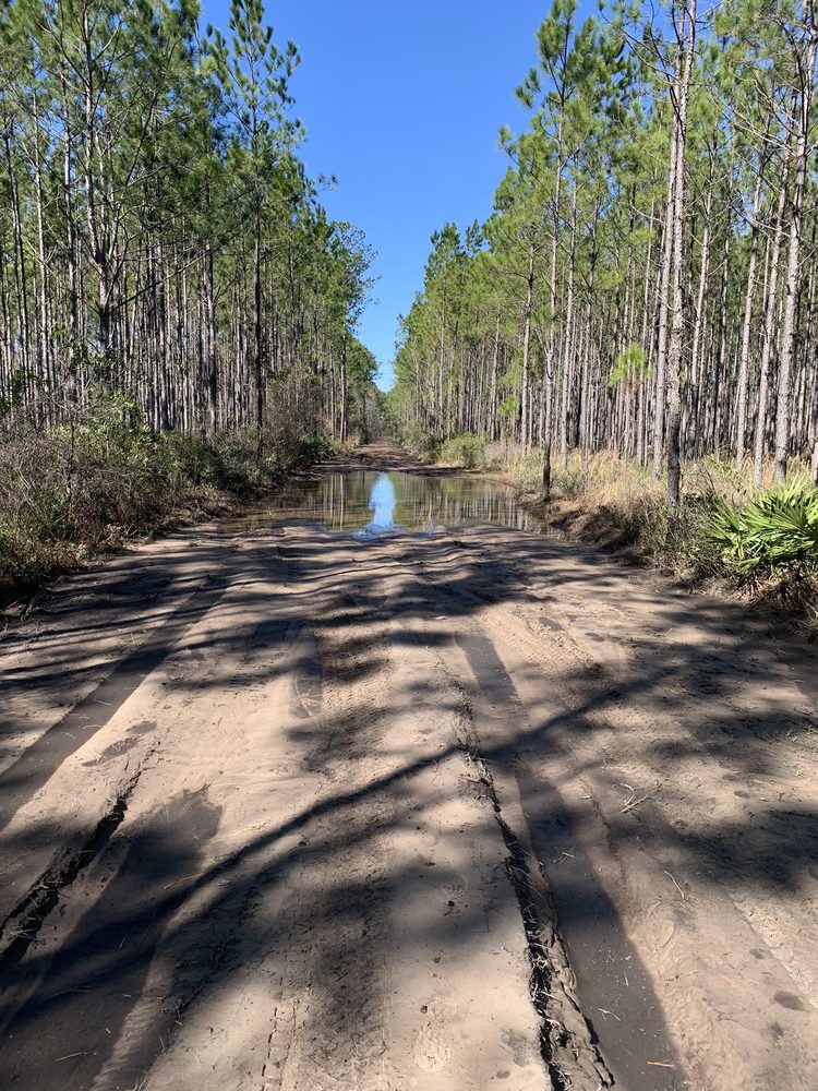 Cary State Forest Image