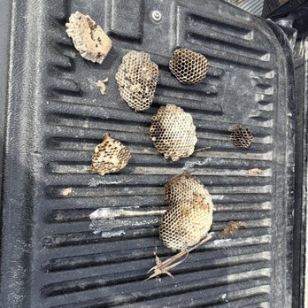 Gabriel & Sons Pest Control - Pest Control Near Me Gabriel & Sons Pest Control - Pest Control Near Me