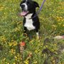 Photo of Hill Country Humane Society
