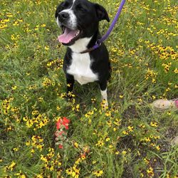 Hill Country Humane Society