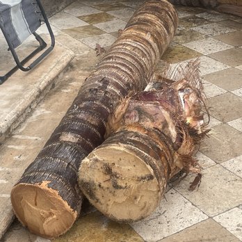 Premier Tree Experts - Trunk - Tree Services Near Me - Orange, California