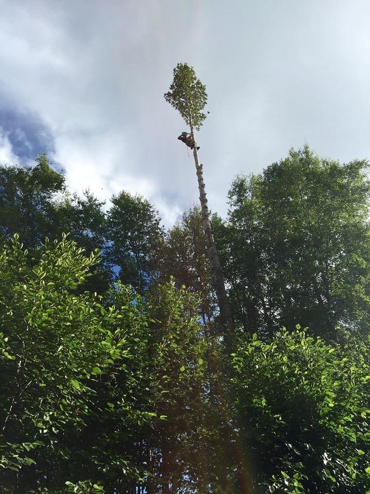 Brendle's Tree Service - tree service in Wasilla, AK