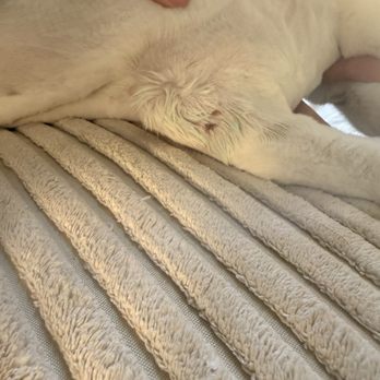 Petrichor Pet Salon - shaving nik on his leg - Pet Groomers Near Me - Irvine, California