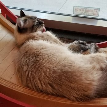 KitTea - Pet Adoption Near Me - San Francisco, California