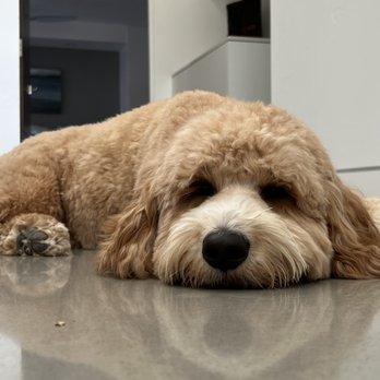 Barkbus Mobile Dog Grooming - Pet Groomers Near Me Barkbus Mobile Dog Grooming - Pet Groomers Near Me