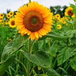 Schwirian Farm & Sunflower Festival