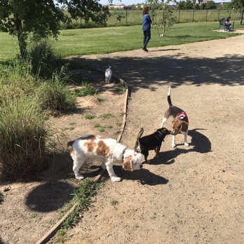 North Natomas Regional Park - Max and Spanky saying hello - Dog Parks Near Me - Sacramento, California North Natomas Regional Park - Max and Spanky saying hello - Dog Parks Near Me - Sacramento, California