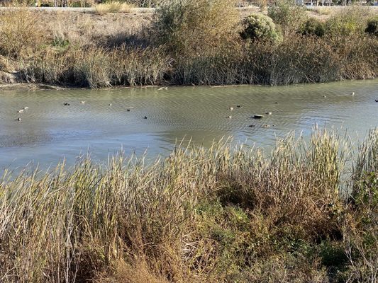 Photo of San Tomas Aquino Creek Trail - Santa Clara, CA, US.