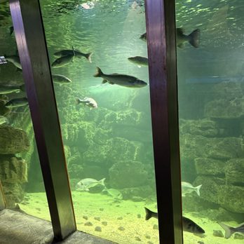 Galway Atlantaquaria - Tours Near Me - Salthill, G