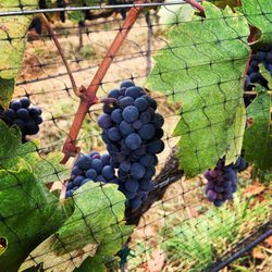 Apricity Vineyard
