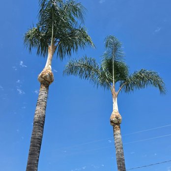 Eder Tree Service and Lawn Maintenance - Queen palms trimmed - Tree Services Near Me - Riverside, California Eder Tree Service and Lawn Maintenance - Queen palms trimmed - Tree Services Near Me - Riverside, California