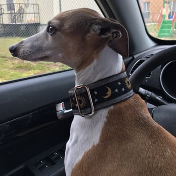 Animal Health Center - Spike and my other Italian greyhound Buffy love Dr Pyle!!!! - Veterinarians Near Me - Crestview, Florida