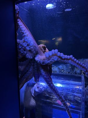 Mississippi Aquarium by null