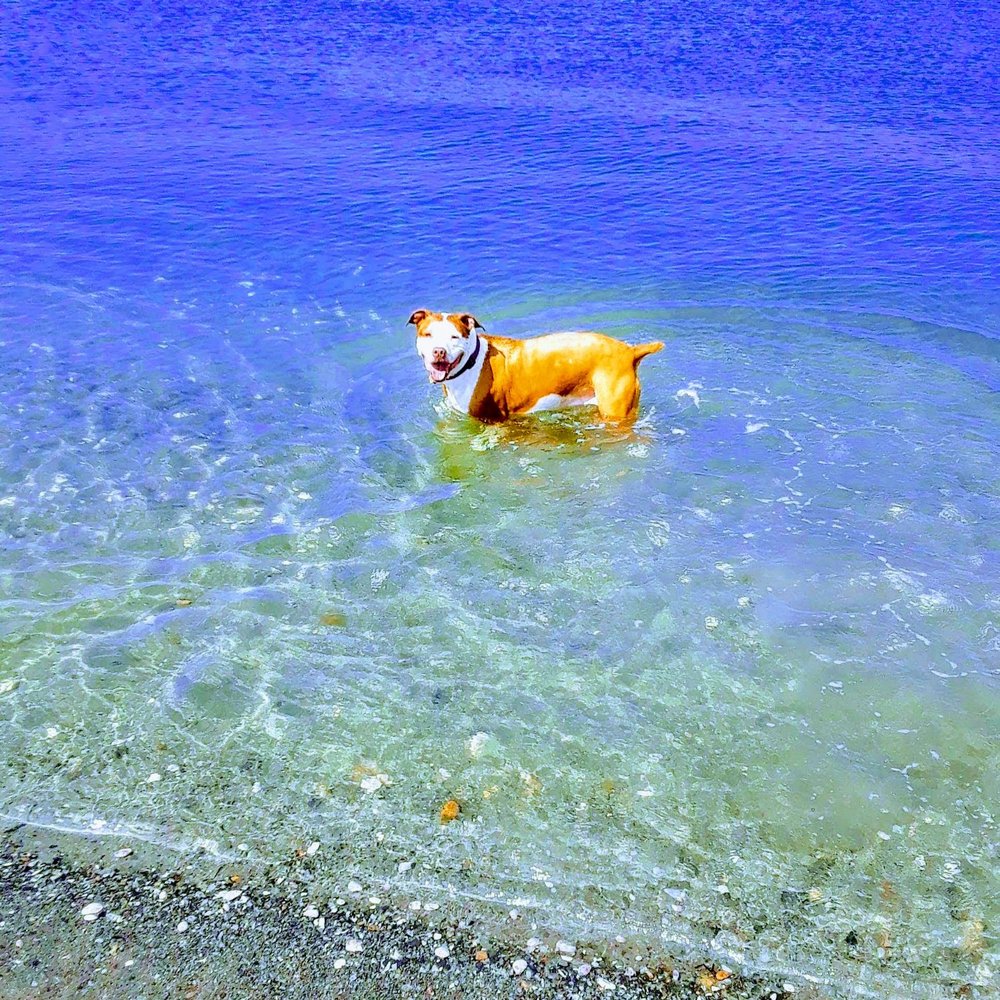 Perfect Balance Pet - Nellie who was fka Brittney Faith . - Pet Training Near Me Perfect Balance Pet - Nellie who was fka Brittney Faith . - Pet Training Near Me