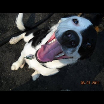 Central Bark Doggy Day Care - Picture taken of Petey at daycare! I think he might like it - Pet Sitting Near Me - Kenosha, Wisconsin Central Bark Doggy Day Care - Picture taken of Petey at daycare! I think he might like it - Pet Sitting Near Me - Kenosha, Wisconsin